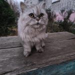 Помогаю информационно. — Кирово-Чепецк