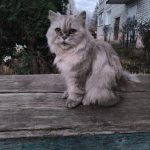 Помогаю информационно. — Кирово-Чепецк