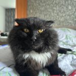 ПРОПАЛ КОТ! — Кирово-Чепецк