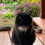ПРОПАЛ КОТ! — Кирово-Чепецк