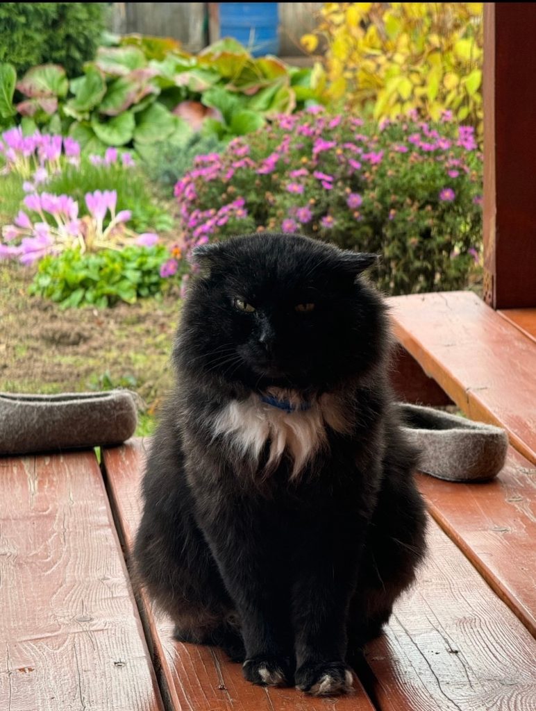 ПРОПАЛ КОТ! — Кирово-Чепецк