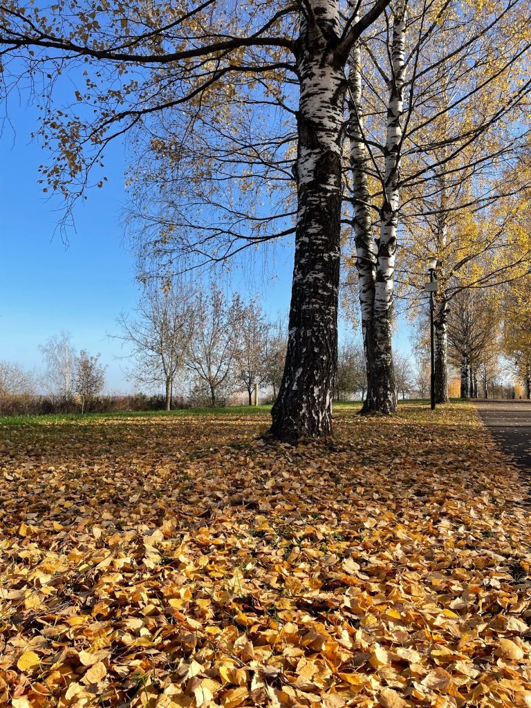 🍂 Золотая осень радует нас тёплой погодой! 🍁 — Кирово-Чепецк