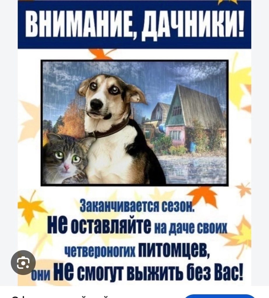 Кто-то знает про кошку? Она бездомная или чья-то? — Кирово-Чепецк