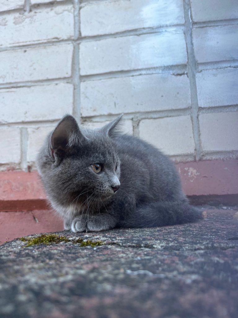 Маленький котенок бегает на перевощикова, мяукает громко, домашний, скорее всего потерялся — Кирово-Чепецк