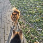 Чья? Бегает по набережной одна. — Кирово-Чепецк